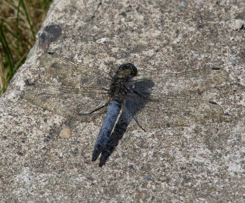 Orthetrum cancellatum - Photo (c) Jaume Piera, some rights reserved (CC BY-NC)