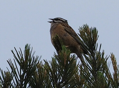 Emberiza cia - Photo (c) Jaume Piera, some rights reserved (CC BY-NC)