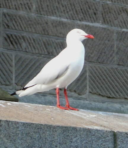Chroicocephalus novaehollandiae - Photo (c) Jaume Piera, some rights reserved (CC BY-NC)