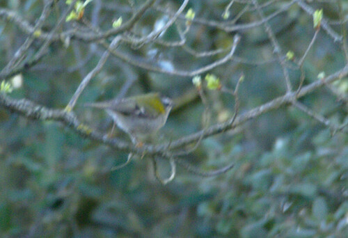 Regulus ignicapilla - Photo (c) Jaume Piera, some rights reserved (CC BY-NC)