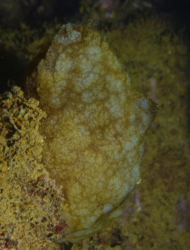 Phallusia mammillata - Photo (c) oriol_d, all rights reserved