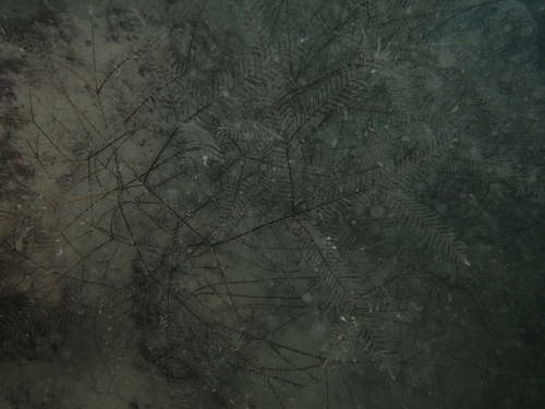 Aglaophenia elongata - Photo (c) xavi salvador costa, some rights reserved (CC BY-NC)