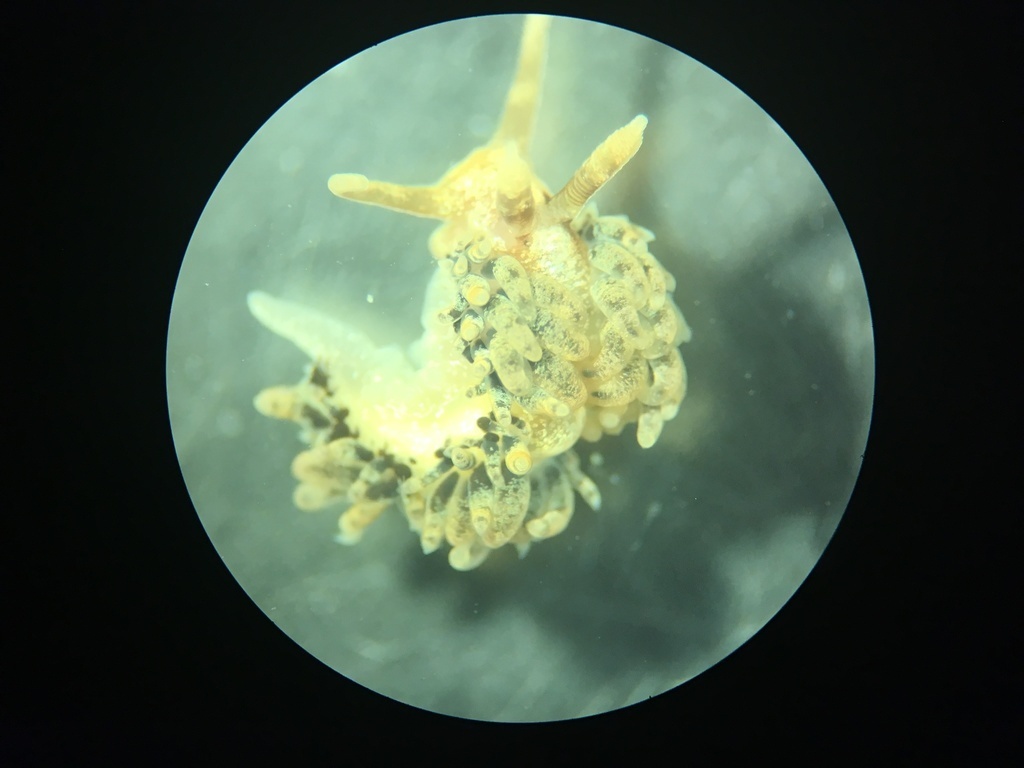 Pruvotfolia - Photo (c) reyes33, some rights reserved (CC BY-NC)