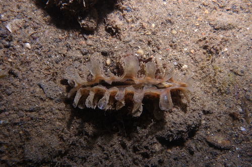 Pinna rudis - Photo (c) oriol_d, all rights reserved