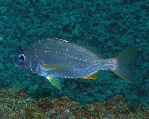 Pomadasys incisus - Photo (c) oriol_d, all rights reserved
