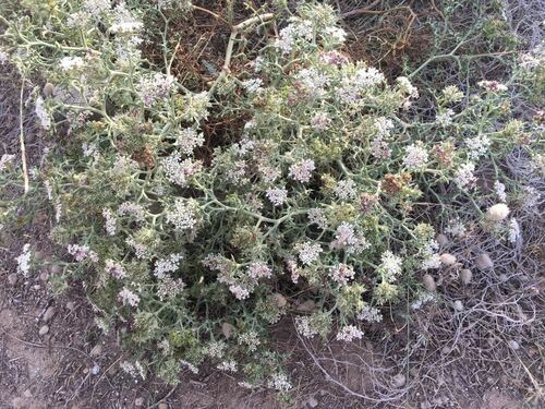 Echinophora spinosa - Photo (c) Anèl·lides, serveis ambientals marins, some rights reserved (CC BY-NC)