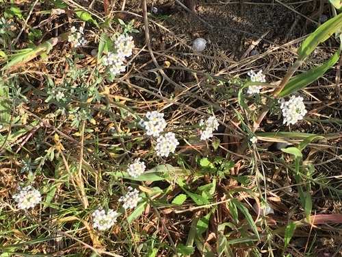 Cakile maritima - Photo (c) Anèl·lides, serveis ambientals marins, some rights reserved (CC BY-NC)