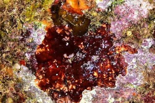 Hildenbrandia crouaniorum - Photo (c) xavi salvador costa, some rights reserved (CC BY-NC)