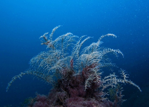 Pennaria disticha - Photo (c) oriol_d, all rights reserved