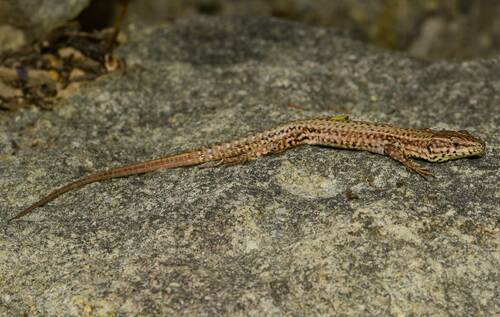 Podarcis liolepis - Photo (c) oriol_d, all rights reserved