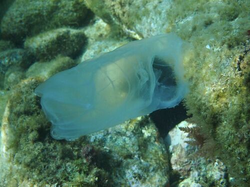 Salpa maxima - Photo (c) xavi salvador costa, some rights reserved (CC BY-NC)