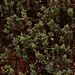 Polygonum maritimum - Photo (c) xavi salvador costa, some rights reserved (CC BY-NC), uploaded by xavi salvador costa