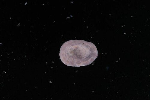 Tectura - Photo (c) xavi salvador costa, some rights reserved (CC BY-NC)