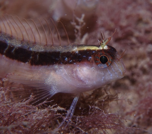 Parablennius rouxi - Photo (c) oriol_d, all rights reserved