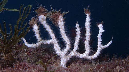 Eunicella gazella - Photo (c) oriol_d, all rights reserved