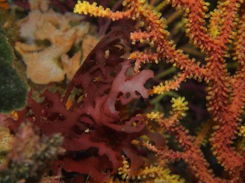 Platoma cyclocolpa - Photo (c) xavi salvador costa, some rights reserved (CC BY-NC)