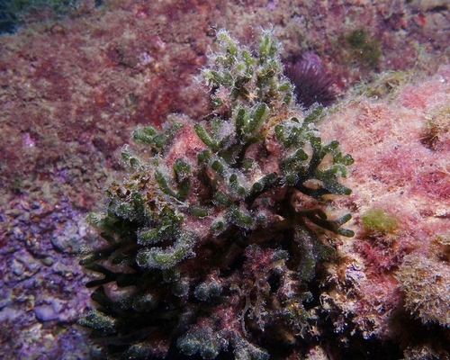 Codium vermilara - Photo (c) oriol_d, all rights reserved