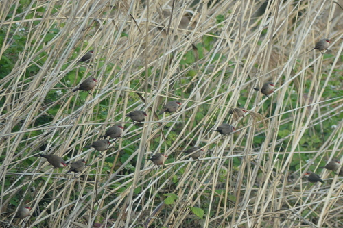 Estrilda astrild - Photo (c) mediambient_ajelprat, some rights reserved (CC BY-NC)