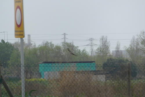 Buteo buteo - Photo (c) mediambient_ajelprat, some rights reserved (CC BY-NC)