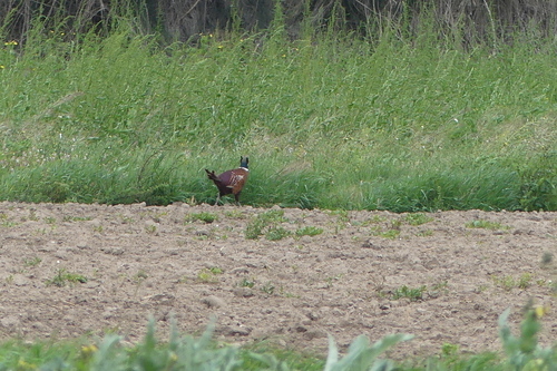 Phasianus colchicus - Photo (c) mediambient_ajelprat, some rights reserved (CC BY-NC)