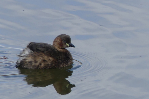Tachybaptus ruficollis - Photo (c) mediambient_ajelprat, some rights reserved (CC BY-NC)