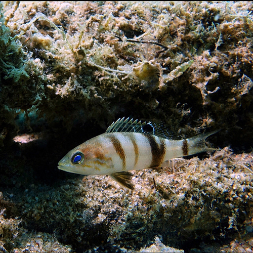 Serranus hepatus - Photo (c) oriol_d, all rights reserved