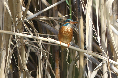 Alcedo atthis - Photo (c) mediambient_ajelprat, some rights reserved (CC BY-NC)