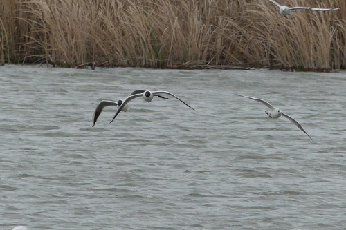 Ichthyaetus melanocephalus - Photo (c) mediambient_ajelprat, some rights reserved (CC BY-NC)