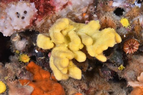 Axinella verrucosa - Photo (c) xavi salvador costa, some rights reserved (CC BY-NC)