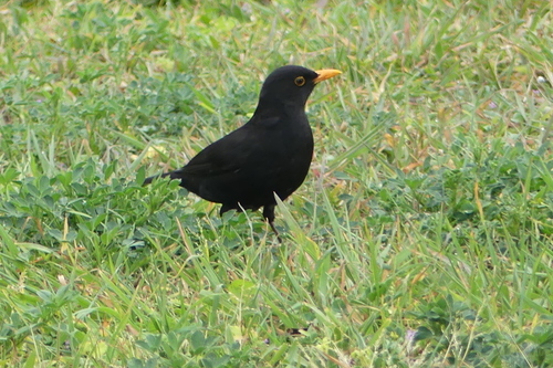 Turdus merula - Photo (c) mediambient_ajelprat, some rights reserved (CC BY-NC)
