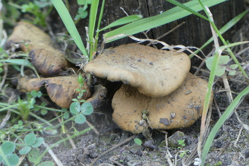 Tapinella panuoides - Photo (c) mediambient_ajelprat, some rights reserved (CC BY-NC)