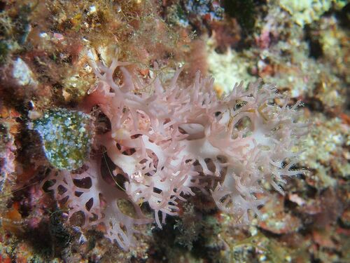 Halymenia - Photo (c) xavi salvador costa, some rights reserved (CC BY-NC)