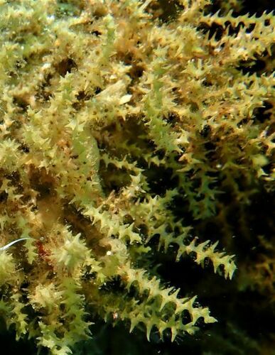 Sargassaceae - Photo (c) Guillermo Alvarez Lerma, some rights reserved (CC BY-NC)