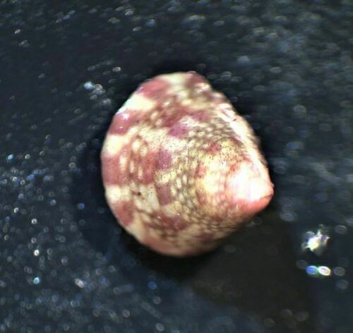 Jujubinus exasperatus - Photo (c) Guillermo Alvarez Lerma, some rights reserved (CC BY-NC)