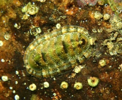 Rhyssoplax olivacea - Photo (c) Guillermo Alvarez Lerma, some rights reserved (CC BY-NC)