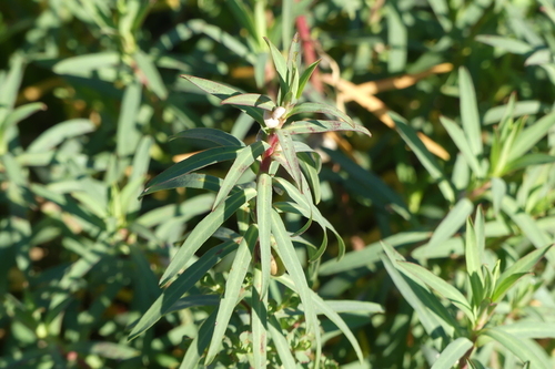 Euphorbia terracina - Photo (c) mediambient_ajelprat, some rights reserved (CC BY-NC)