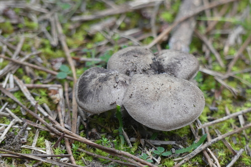 Lyophyllum littoralis - Photo (c) mediambient_ajelprat, some rights reserved (CC BY-NC)