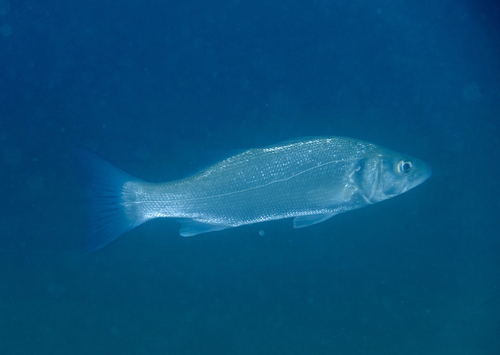 Dicentrarchus labrax - Photo (c) oriol_d, all rights reserved