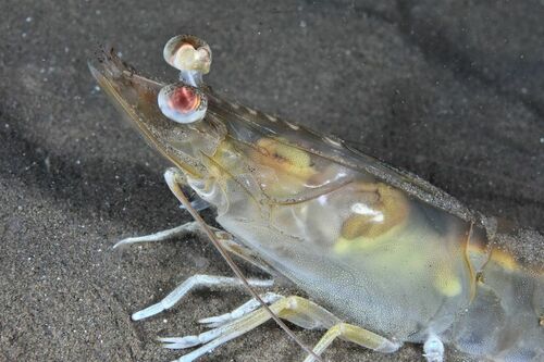 Penaeus kerathurus - Photo (c) xavi salvador costa, some rights reserved (CC BY-NC)