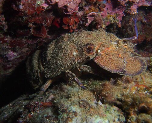 Scyllarides latus - Photo (c) xavi salvador costa, some rights reserved (CC BY-NC)