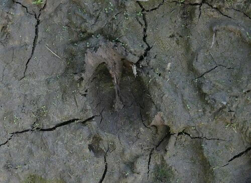 Sus scrofa - Photo (c) mediambient_ajelprat, some rights reserved (CC BY-NC)