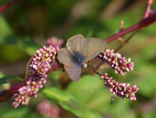 Leptotes pirithous - Photo (c) mediambient_ajelprat, some rights reserved (CC BY-NC)