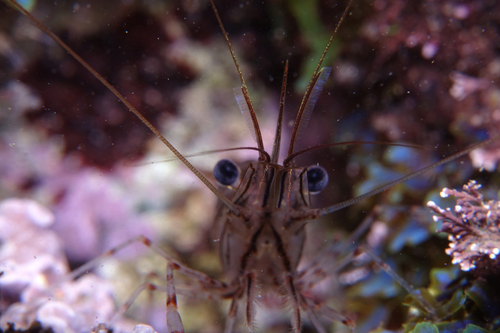 Palaemon serratus - Photo (c) oriol_d, all rights reserved