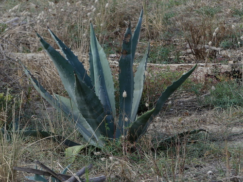Agave americana - Photo (c) mediambient_ajelprat, some rights reserved (CC BY-NC)