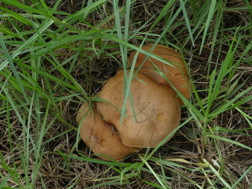 Suillus collinitus - Photo (c) mediambient_ajelprat, some rights reserved (CC BY-NC)