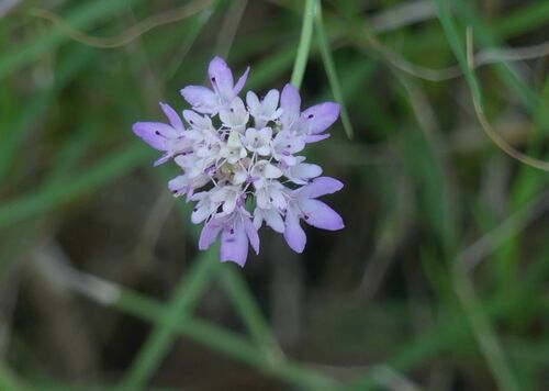 Scabiosa atropurpurea - Photo (c) mediambient_ajelprat, some rights reserved (CC BY-NC)