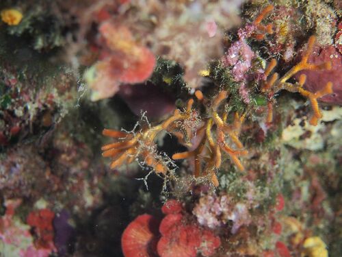 Smittina cervicornis - Photo (c) xavi salvador costa, some rights reserved (CC BY-NC)