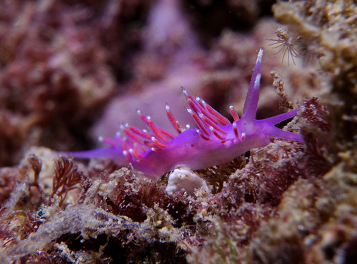 Edmundsella pedata - Photo (c) oriol_d, all rights reserved