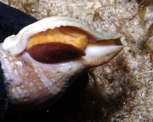 Euthria cornea - Photo (c) oriol_d, all rights reserved