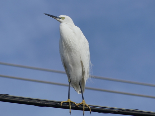Egretta garzetta - Photo (c) mediambient_ajelprat, some rights reserved (CC BY-NC)